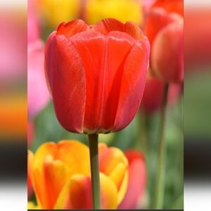 IT'S A  SPRING THING !